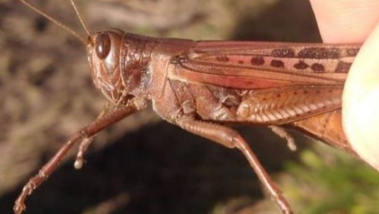 Nuvens de gafanhotos são monitoradas e têm risco baixo de atingirem cidades de SC, diz governo