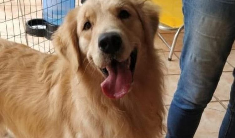 Vereadores aprovam lei que proíbe cachorro de latir em Santa Catarina