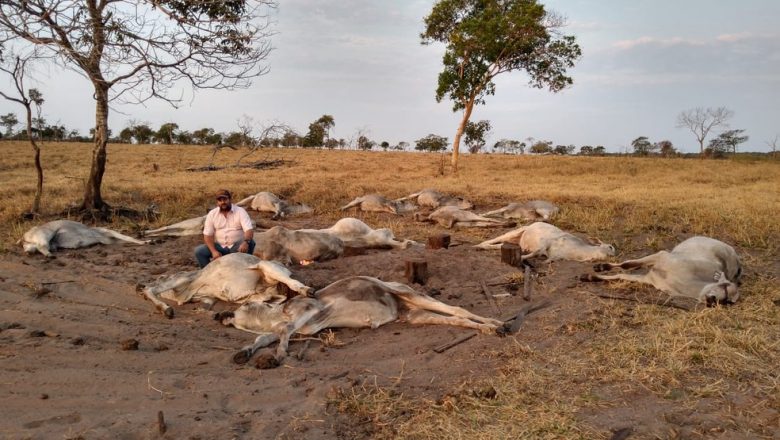 Cerca de 100 cabeças de gado morrem após frio de 9°C em MT