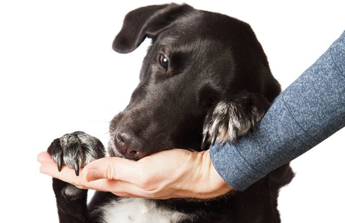 Os efeitos da quarentena e o novo normal para os animais