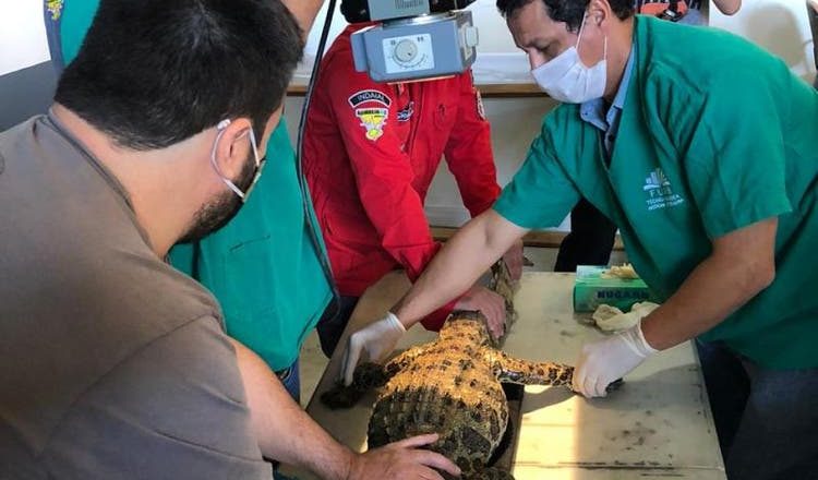 Jacaré é devolvido à natureza após aparecer em casa de Indaial; veja imagens