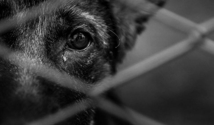 Polícia Militar atende caso de maus tratos contra animais, em Pomerode