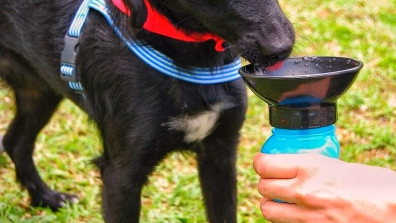 Em parceria com a AGAPA, Plasvale lança calendário pet on-line para incentivar a adoção responsável neste fim de ano