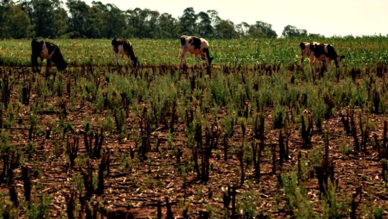 Fevereiro foi o pior mês de seca em SC em 2022
