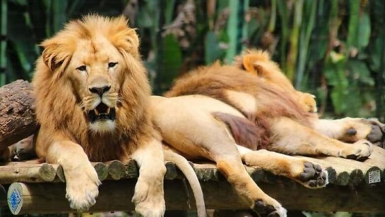 Com mil animais de mais de 240 espécies, Zoo Pomerode completa 90 anos