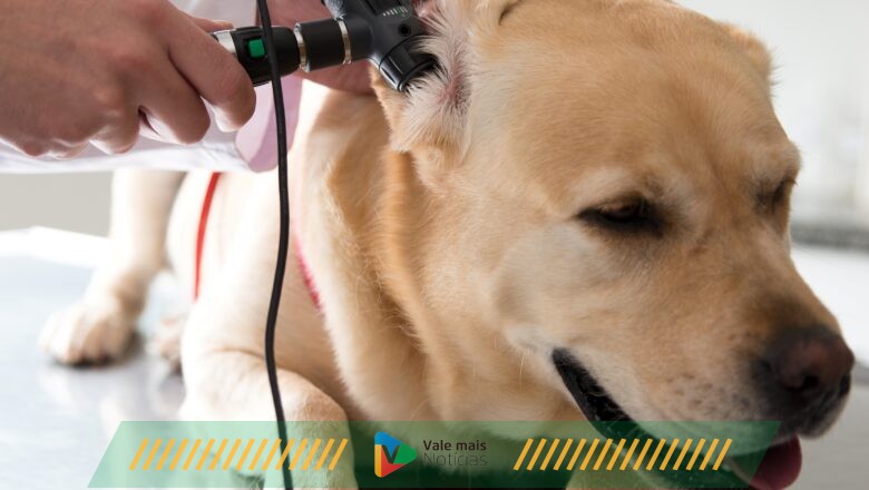 Otites em cães e gatos: como tratar e evitar a reincidência?