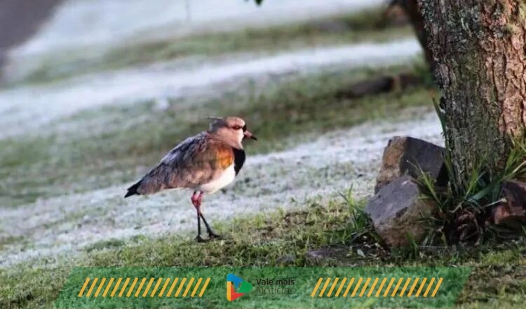 Primeiro dia de inverno tem temperaturas amenas e tempo seco