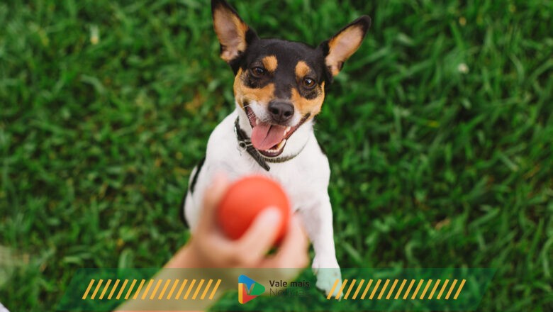Cinco nutracêuticos mais indicados para cães e gatos