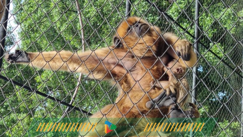 Filhote de bugio-preto nasce no Zoo Pomerode