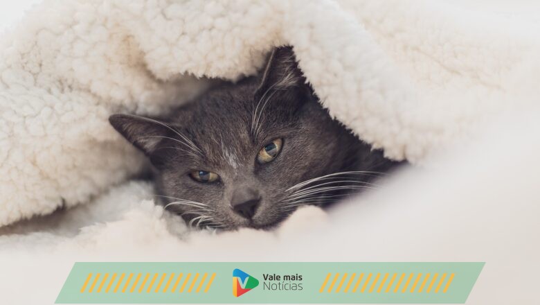 Gatos precisam de cuidados no inverno para evitar doenças e acidentes
