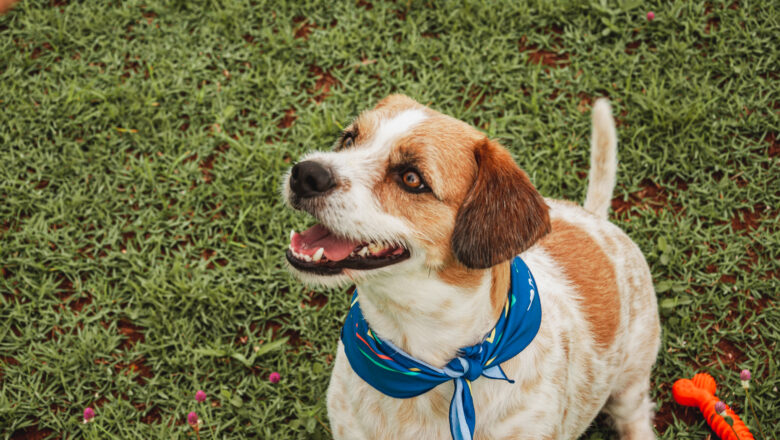Adoção animal: o que você precisa saber para mudar a sua vida e a de um pet