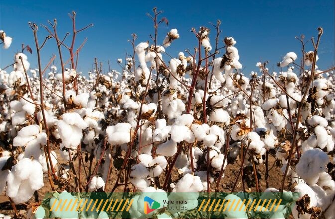 Cultura do algodão gera cerca de 1,5 milhão de empregos no Brasil