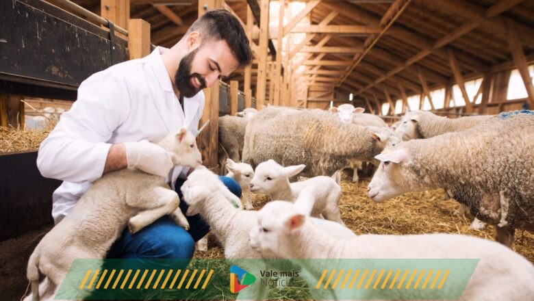 Profissional de Medicina Veterinária cuida da saúde animal e da população