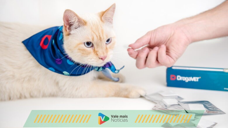 Gatos com FIV ou FeLV podem ter uma boa qualidade de vida?