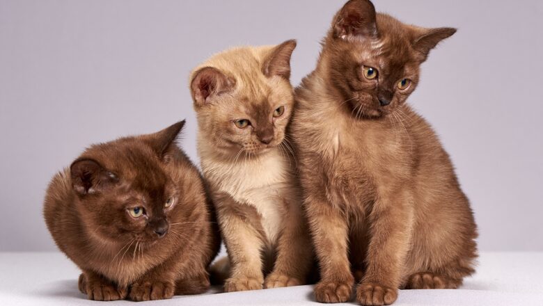 Gatos que urinam por toda casa devem ser observados: comportamento pode indicar problemas