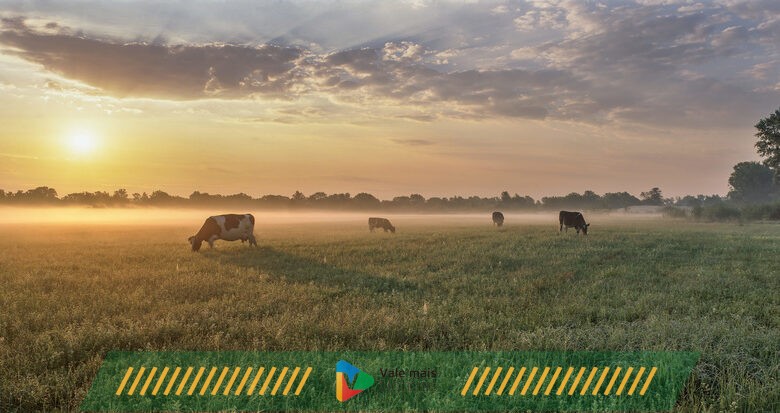 <strong>Semex Lança Nova Tecnologia para o Mercado de Leite: Vacas com Baixa Emissão de Metano</strong>