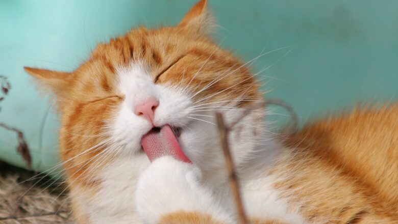 *Gatos: 6 curiosidades que todo tutor deve saber sobre esses bichos