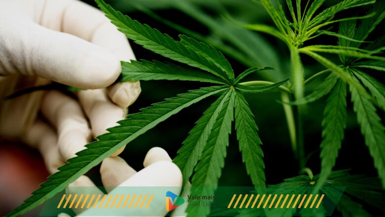 Thronus Medical participa da 2ª edição da Medical Cannabis Fair Brasil