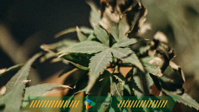 Ainda sem cura, Parkinson pode ser tratada com cannabis