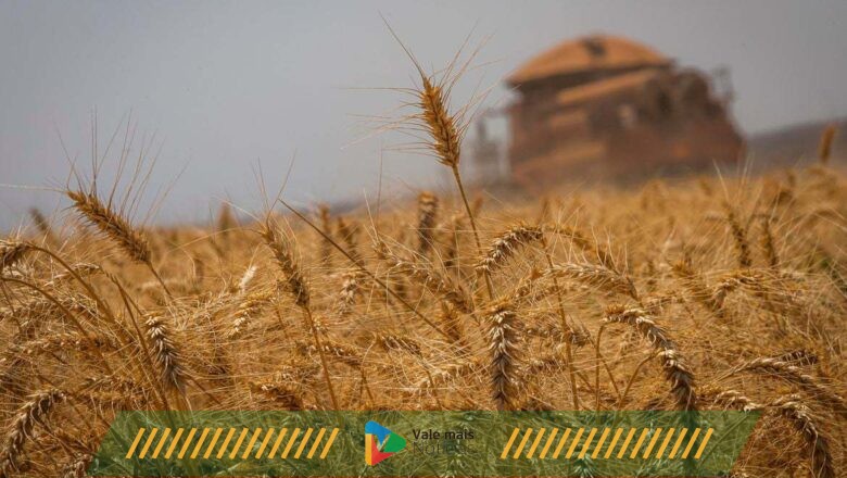 Fim do acordo de grãos entre Rússia e Ucrânia é ameaça à segurança alimentar