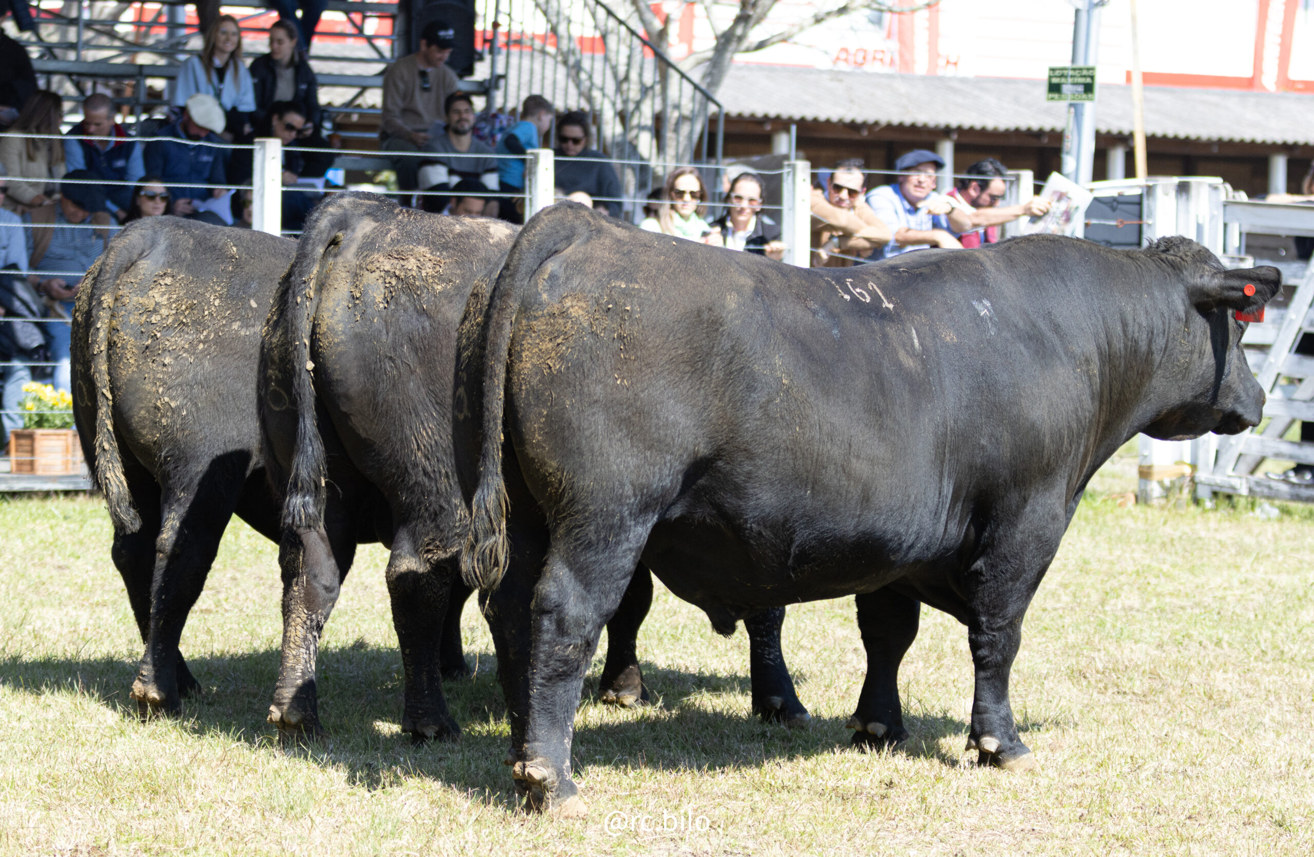 Animais de alta genética foram vistos nas pistas de julgamento de rústicos da raça Angus em Ultrablack na Expointer