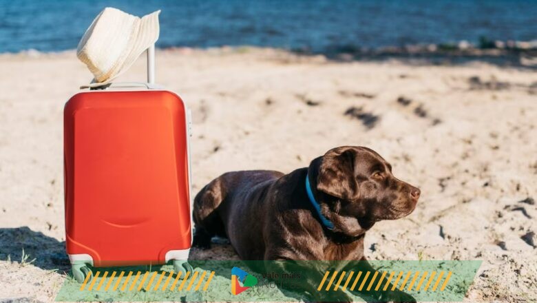 Viagem com os pets: saiba quando a companhia do animalzinho é aconselhável e quais os cuidados no transporte