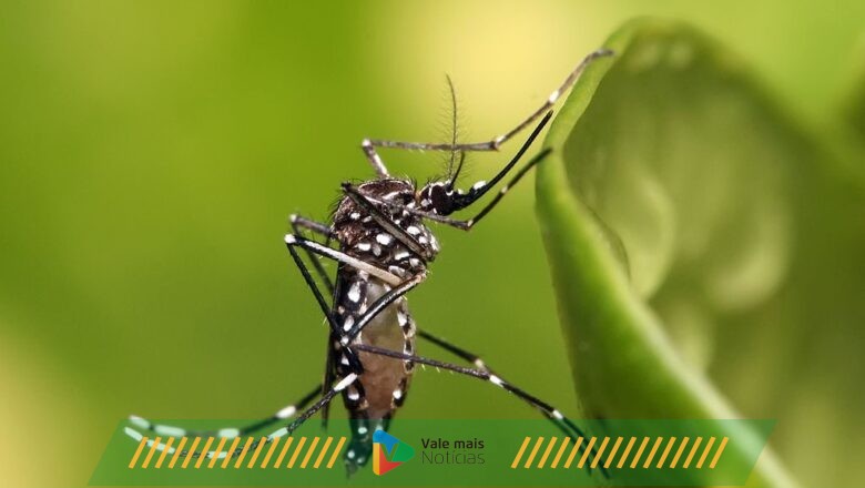 Mudanças Climáticas e Incidência de Dengue: Qual a Relação e como Combater o Vírus Aedes Aegypti