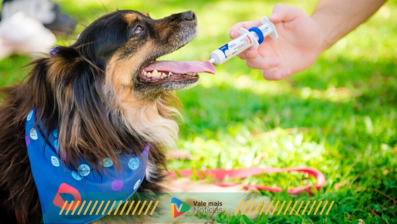 Prevenção é a palavra-chave para os pets aproveitarem ao máximo as programações de fim de ano