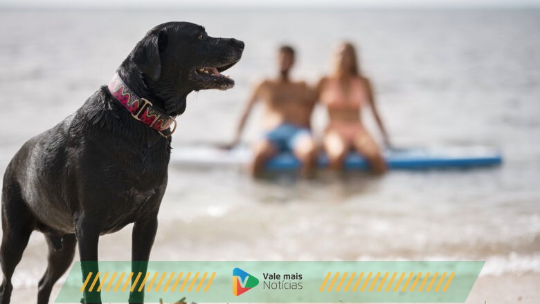 Aproveitando a Praia com Seu Pet: Dicas para uma Experiência Segura e Divertida
