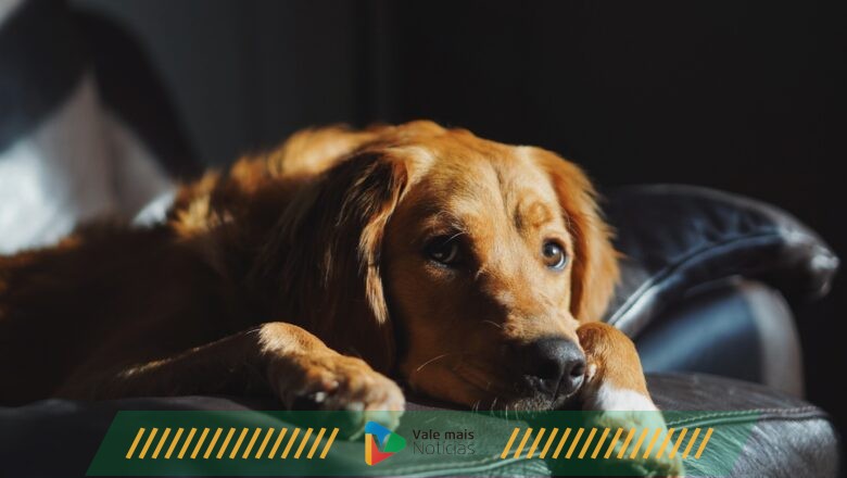Depressão e ansiedade em animais: saiba diferenciar e como ajudar os pets