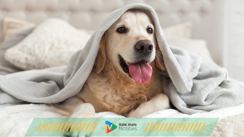 Pets também podem desenvolver transtornos mentais e emocionais