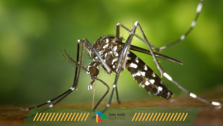 Altas temperaturas levam a aumento na incidência de picadas de mosquitos
