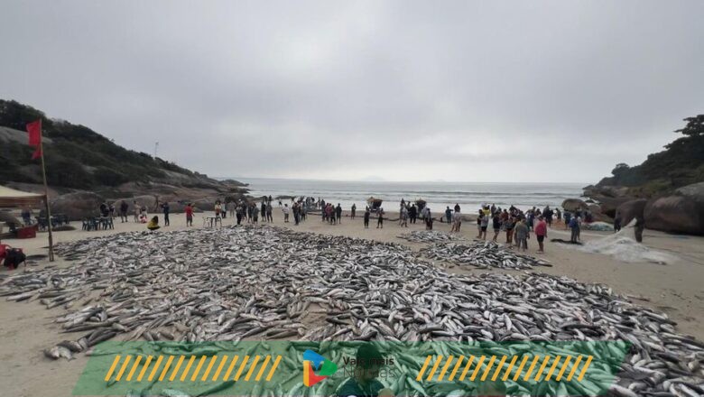 Pescadores capturam 22 mil tainhas no maior lanço da temporada na Capital