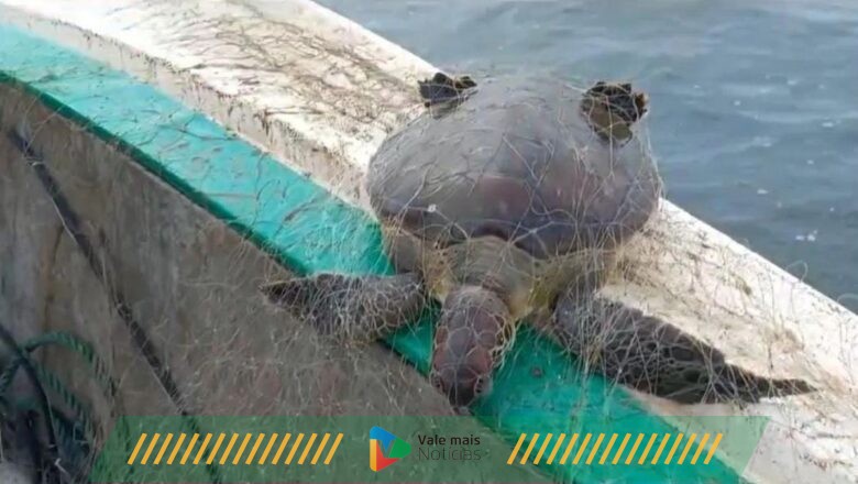Tartarugas-verdes presas em redes de pesca irregulares são resgatadas em praia de SC
