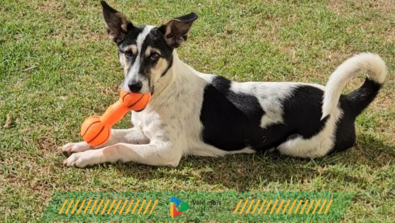 Feira de adoção pet e apresentações musicais movimentam Blumenau neste final de semana