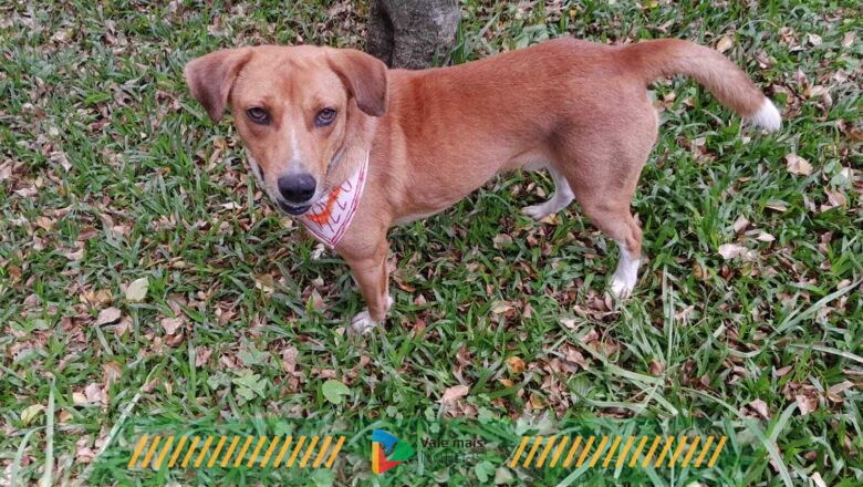 Animais resgatados no RS ganham novos lares em Curitiba