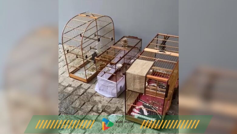 Mais de 200 pássaros são resgatados de maus-tratos após 3 meses de investigação em Joinville