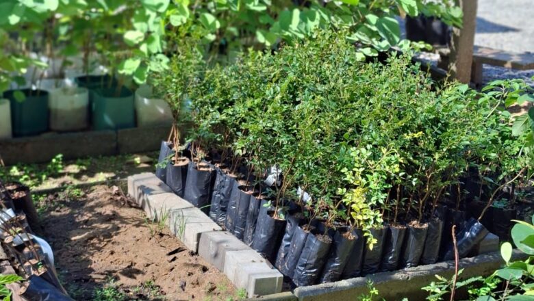 Secretaria de Meio Ambiente promove Delivery de Mudas no Junho Verde 2026