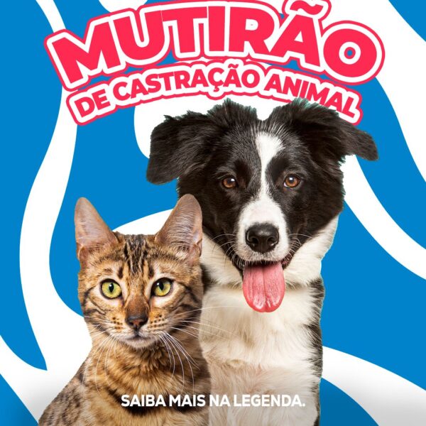Mutirão de Castração de Cães e Gatos acontece em Indaial no domingo (14)